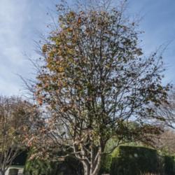Location: Toledo Botanical Gardens, Toledo, Ohio
Date: 2019-11-08
Parrotia persica seen in late fall, when more than half the leave