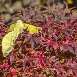 Location: Toledo Botanical Gardens, Toledo, Ohio
Date: 2019-11-08
Acer palmatum 'Sharp's Pygmy' - The yellow is from redbud leaves