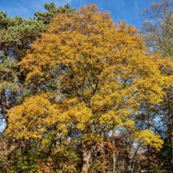 Location: Toledo Botanical Gardens, Toledo, Ohio
Date: 2019-11-08
Acer buegerianum - the largest specimen of this species I've seen