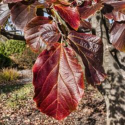 Location: Toledo Botanical Gardens, Toledo, Ohio
Date: 2019-11-08
Parrotia persica - a rich blend of colors in a single leaf
