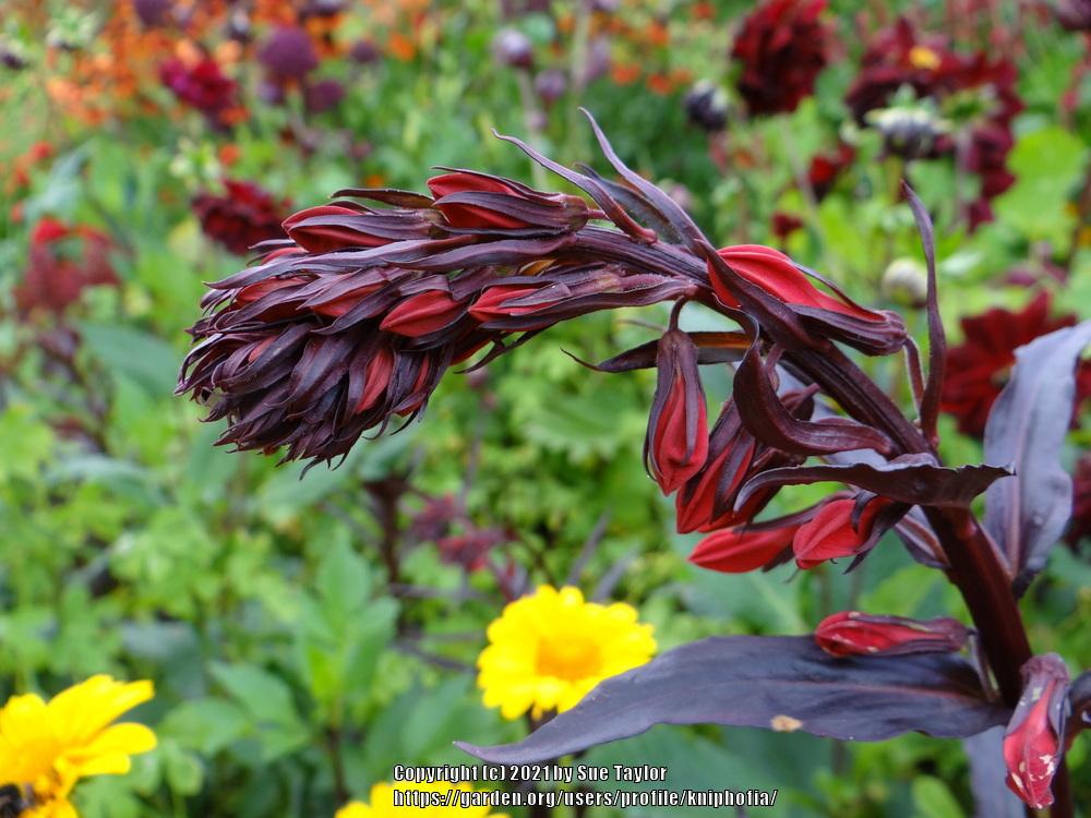 Photo of Cardinal Flower (Lobelia 'Queen Victoria') uploaded by kniphofia