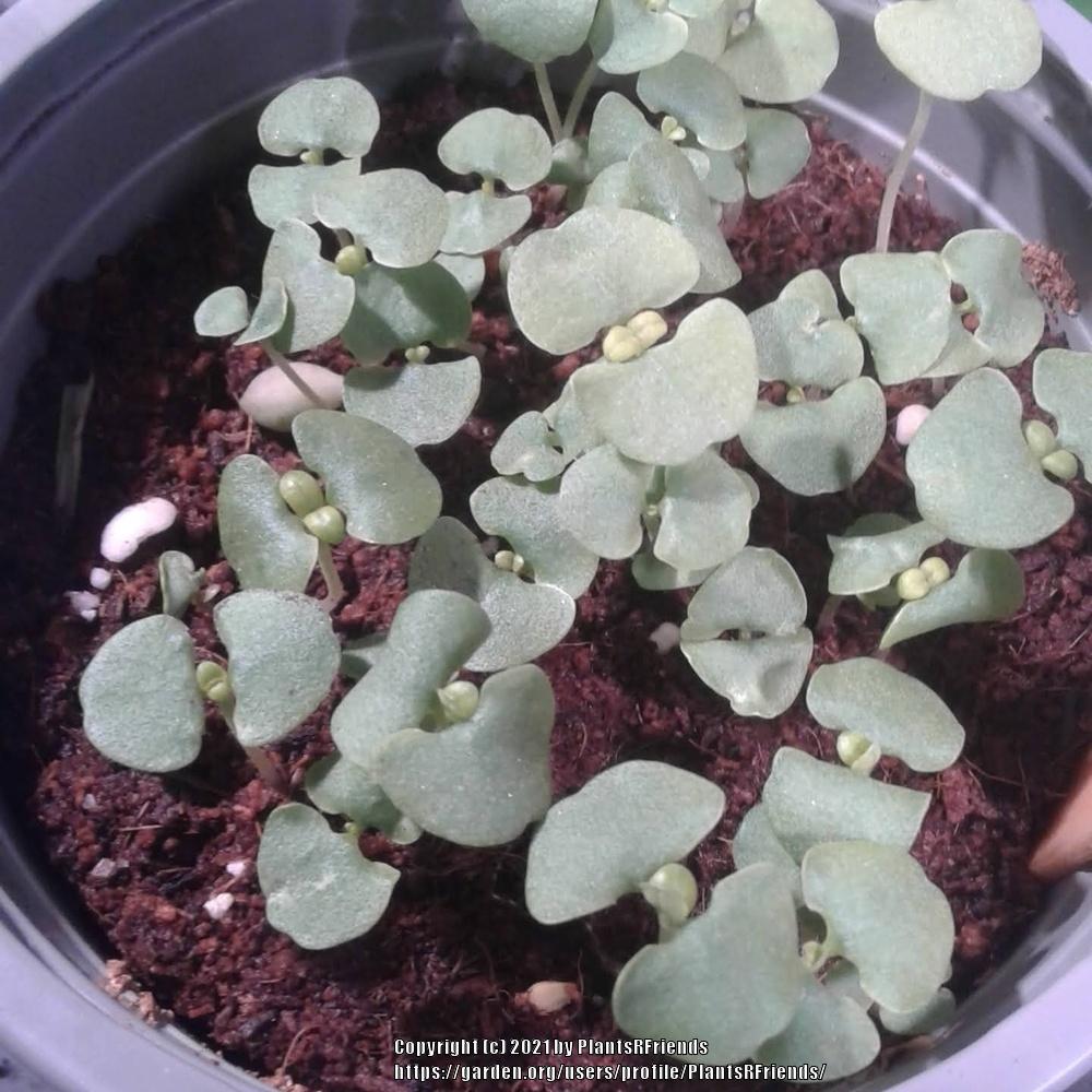 Photo of Sweet Basil (Ocimum basilicum) uploaded by PlantsRFriends