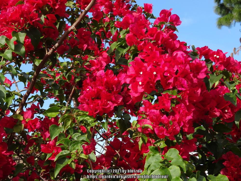 Photo of Bougainvilleas (Bougainvillea) uploaded by hlutzow