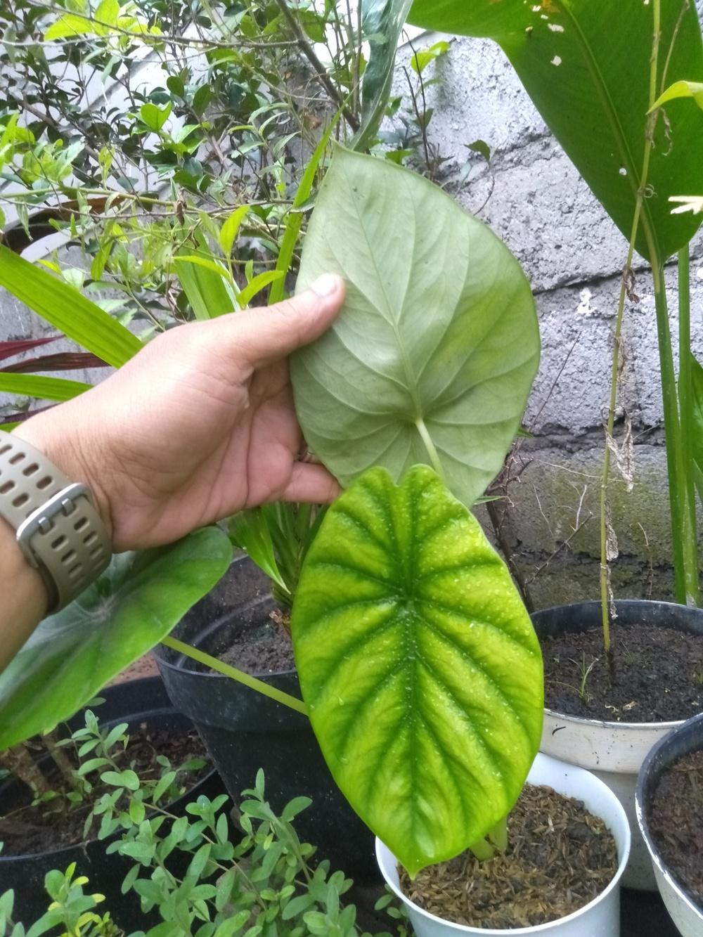 Photo of Green Shield Alocasia (Alocasia clypeolata) uploaded by BayuAriefianto