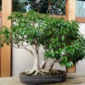 Bonsai, started 1995, trained since 1999