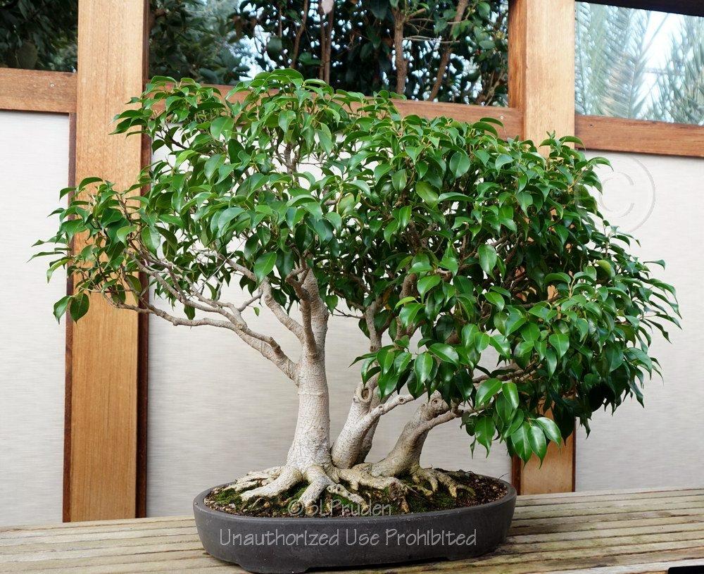 Photo of Weeping Fig (Ficus benjamina) uploaded by DaylilySLP
