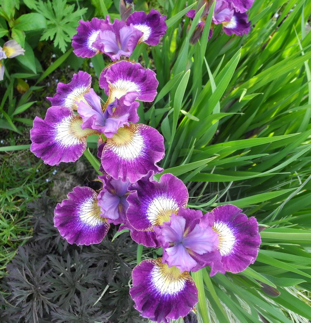 Photo of Siberian Iris (Iris 'Jewelled Crown') uploaded by Vals_Garden
