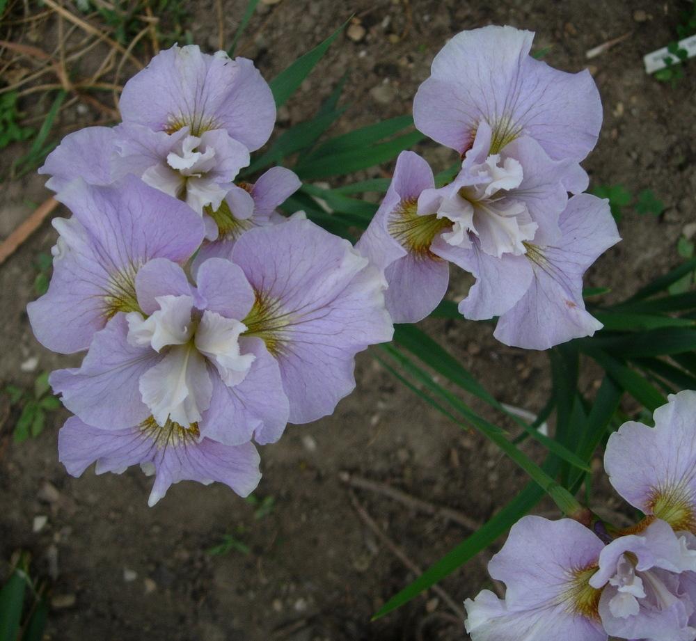 Photo of Siberian Iris (Iris 'Dawn Waltz') uploaded by Vals_Garden