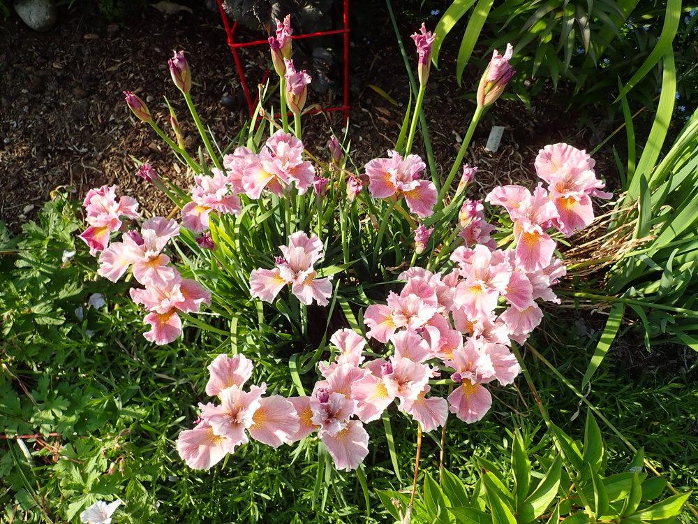 Photo of Siberian Iris (Iris 'Fancy Me This') uploaded by Vals_Garden