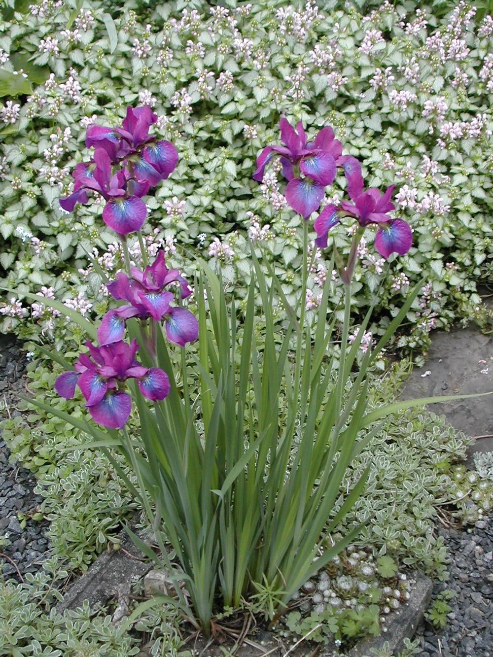 Photo of Siberian Iris (Iris 'Chilled Wine') uploaded by Vals_Garden