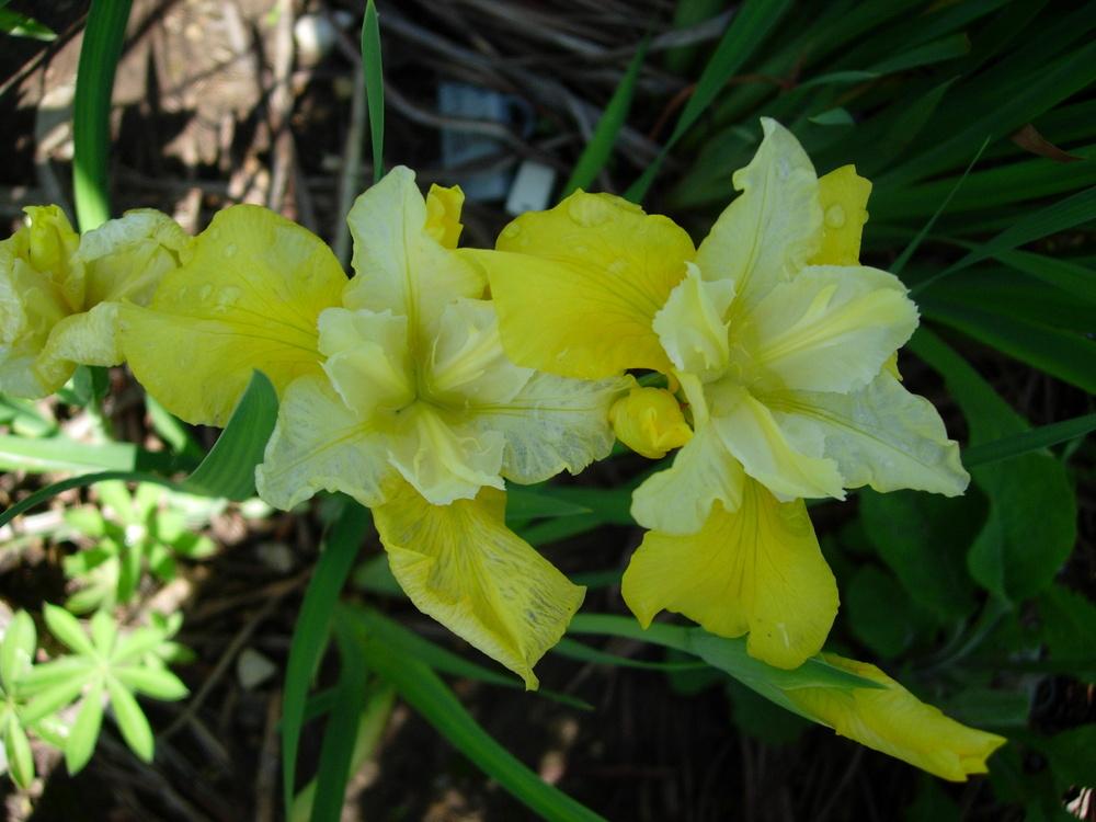 Photo of Siberian Iris (Iris 'Lady's Chain') uploaded by Vals_Garden