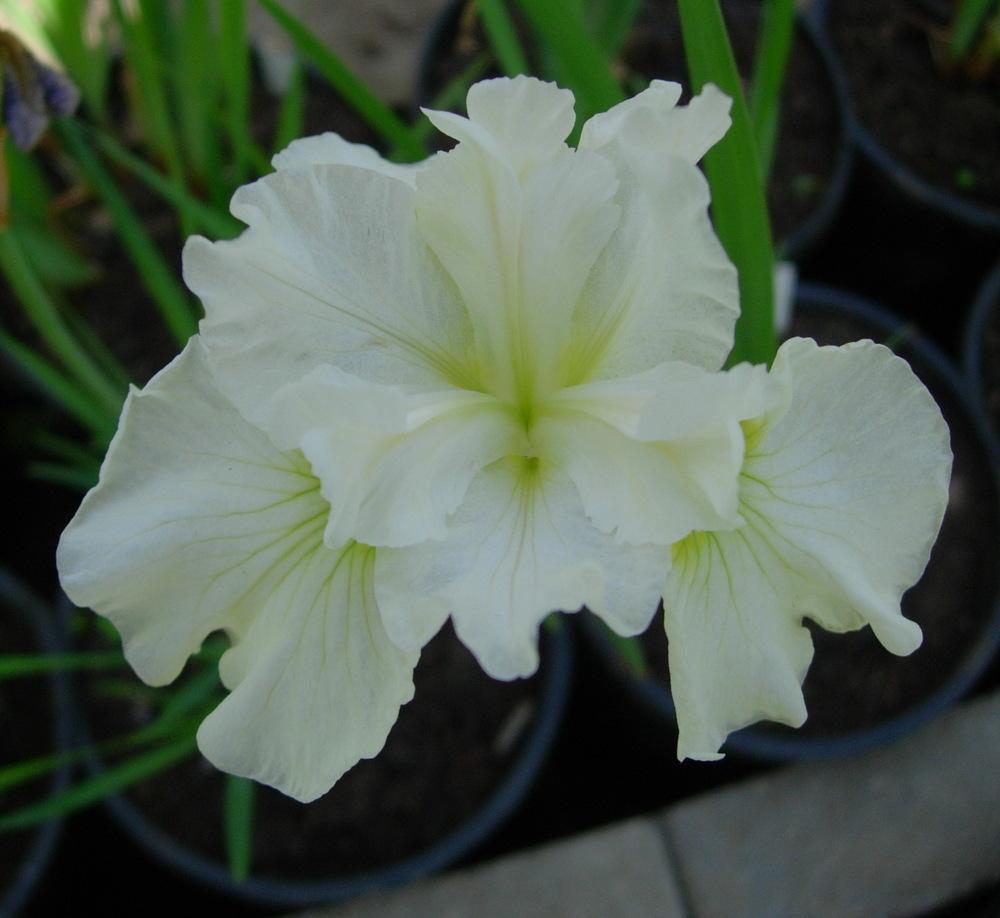 Photo of Siberian Iris (Iris 'Bellissima') uploaded by Vals_Garden
