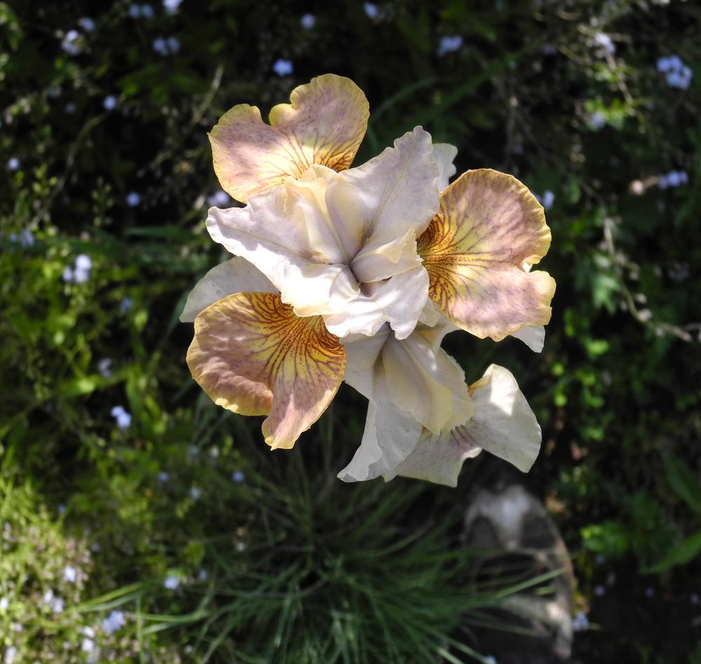 Photo of Siberian Iris (Iris 'Sarah Tiffney') uploaded by Vals_Garden