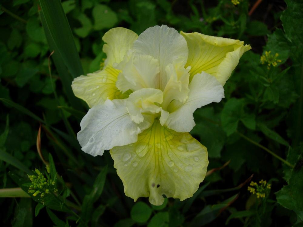 Photo of Siberian Iris (Iris 'In Full Sail') uploaded by Vals_Garden