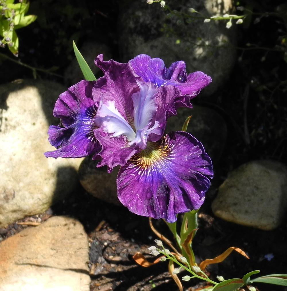 Photo of Siberian Iris (Iris 'Blackberry Jubilee') uploaded by Vals_Garden