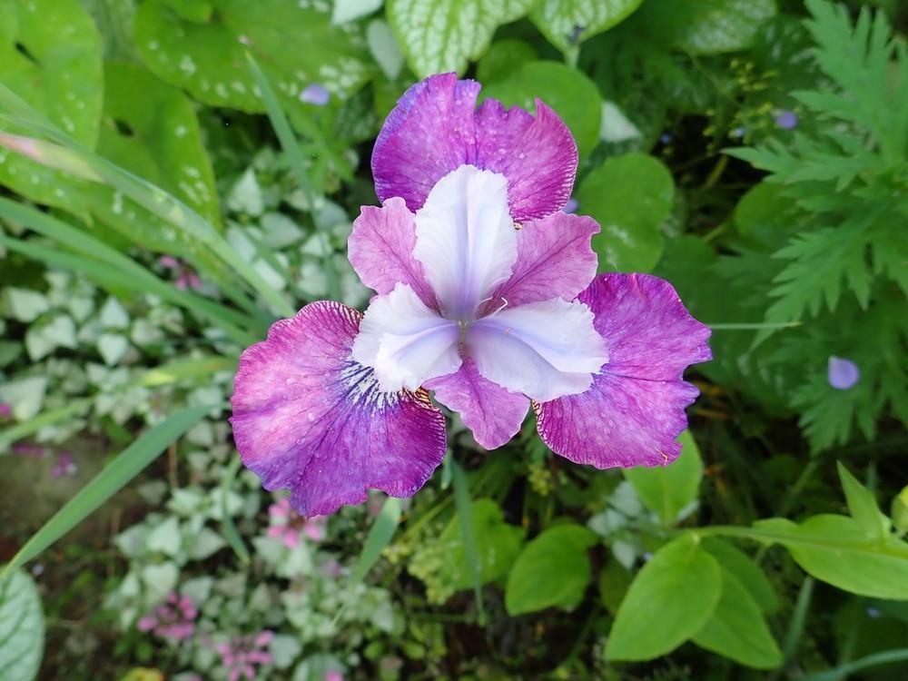 Photo of Siberian Iris (Iris 'Dance Party') uploaded by Vals_Garden