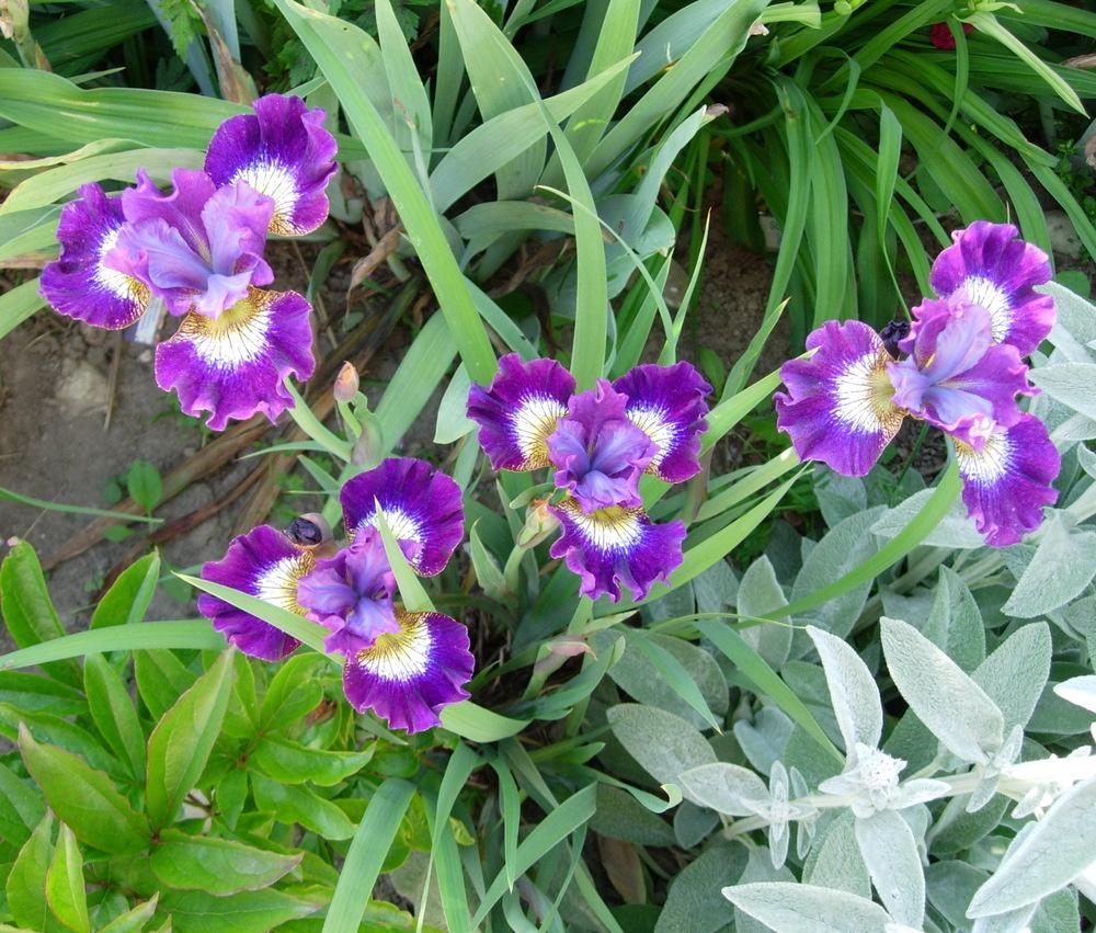 Photo of Siberian Iris (Iris 'Jewelled Crown') uploaded by Vals_Garden