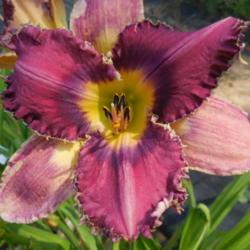 Location: Curries Daylily Farm
Date: 2018-07-29