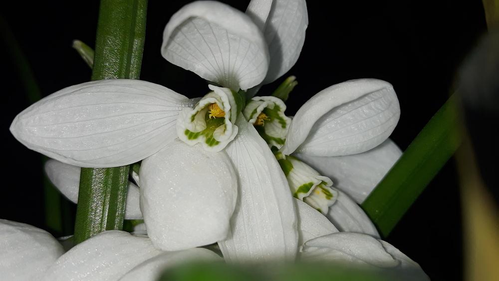 Photo of Snowdrop (Galanthus nivalis) uploaded by skopjecollection