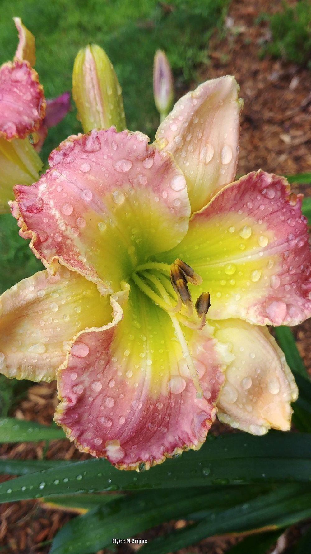 Photo of Daylily (Hemerocallis 'Rosemary Mussar') uploaded by ElyceC