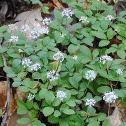 Location: southeast Pennsylvania
Date: 2016-04-27
close-up of flowers and foliage