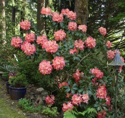 Photo of Rhododendron 'Naselle' uploaded by Joy