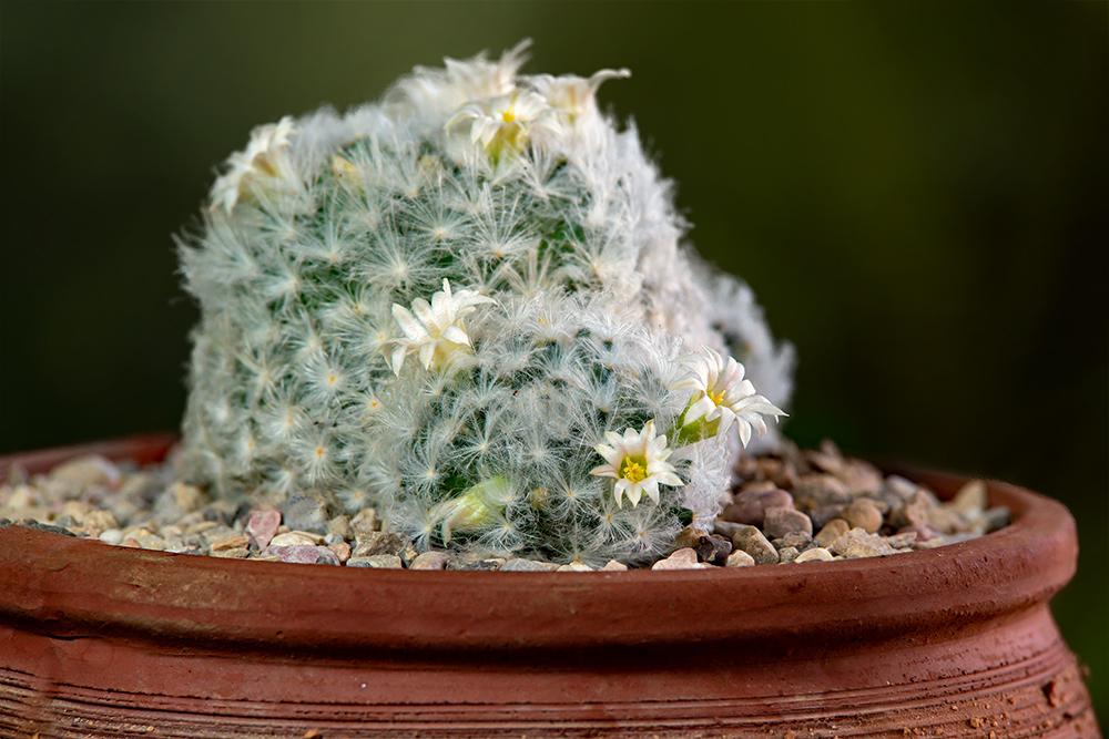Photo of Feather Cactus (Mammillaria plumosa) uploaded by dirtdorphins