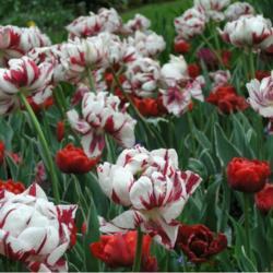 Location: in my clients garden in Oklahoma City
Date: 04-24-2004
Tulipa 'Carnavale de Nice