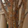 Ulmus parvifolia [Lacebark Elm]