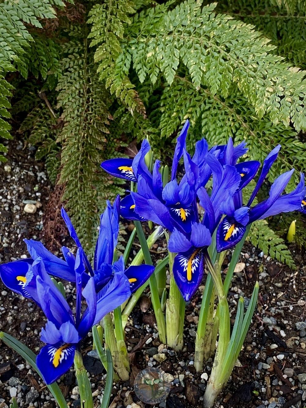 Photo of Reticulated Iris (Iris reticulata 'Harmony.') uploaded by springcolor