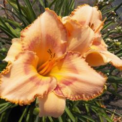 
Photo Courtesy of Spring Fever Daylilies. Used with Permission.