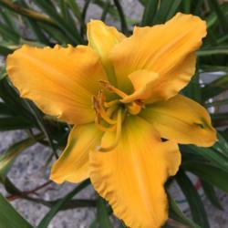 
Photo Courtesy of Spring Fever Daylilies. Used with Permission.