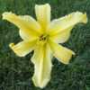 Photo Courtesy of Spring Fever Daylilies. Used with Permission.