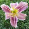 Photo Courtesy of Spring Fever Daylilies. Used with Permission.