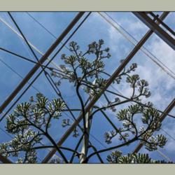 Location: Conservatory, Matthaei Botanical Gardens, Ann Arbor
Date: 2014-06-27
3 image composite. Century plant sending up a giant bloom spike t