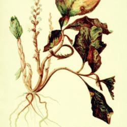 
Date: c. 1879
illustration from Meehan's 'Native Flowers and Ferns', 1879