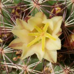 Location: Baja California
Date: 2021-02-05
Females do not produce pollen