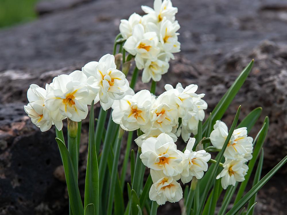 Photo of Double Daffodil (Narcissus 'Sir Winston Churchill') uploaded by dirtdorphins