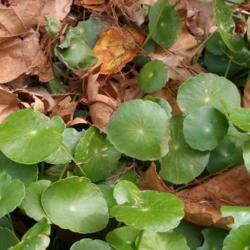 Location: in my clients garden in Oklahoma City
Date: 2005-11-21
Pennywort (Hydrocotyle vulgaris)