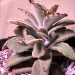 
Date: 2021-02-09
Young Kalanchoe tomentosa