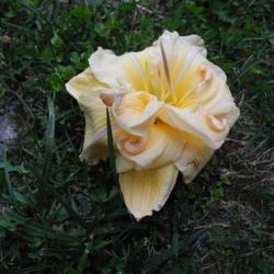 Location: Ontario, Canada
Date: 2018-08-05
4 X 4 of a double flower (?8 X 8!)