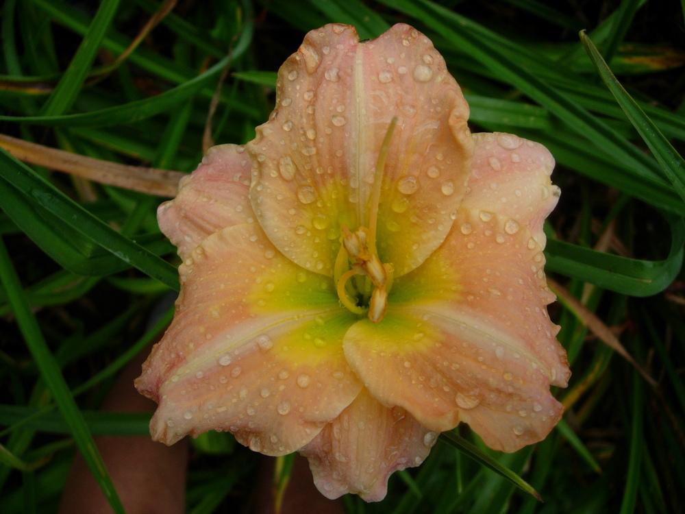 Photo of Daylily (Hemerocallis 'Lindan Toole') uploaded by Vals_Garden
