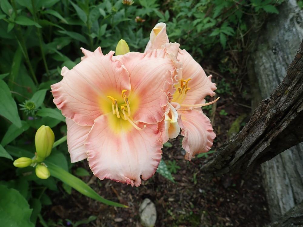 Photo of Daylily (Hemerocallis 'Someone Special') uploaded by Vals_Garden