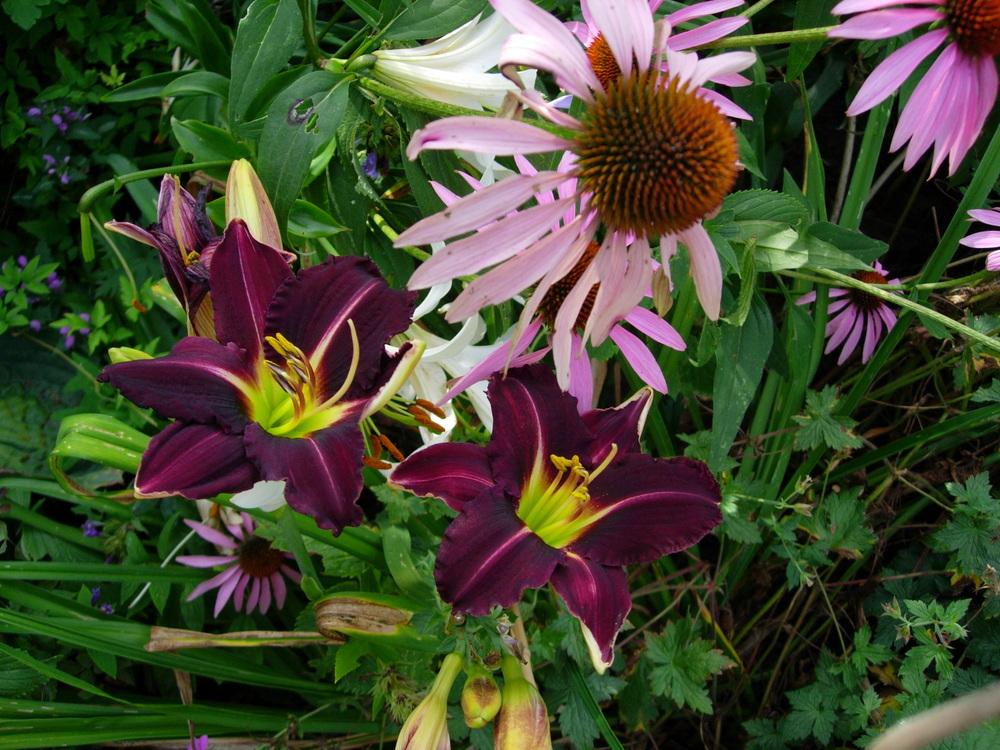 Photo of Daylily (Hemerocallis 'Super Purple') uploaded by Vals_Garden