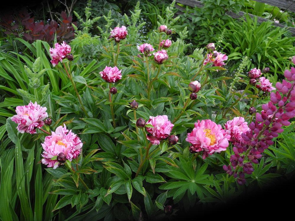 Photo of Peony (Paeonia lactiflora 'Circus Circus') uploaded by Vals_Garden