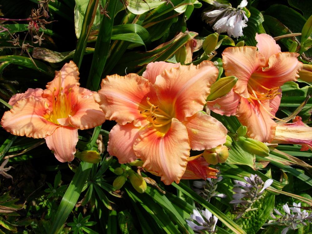 Photo of Daylily (Hemerocallis 'Drums Along the Mohawk') uploaded by Vals_Garden