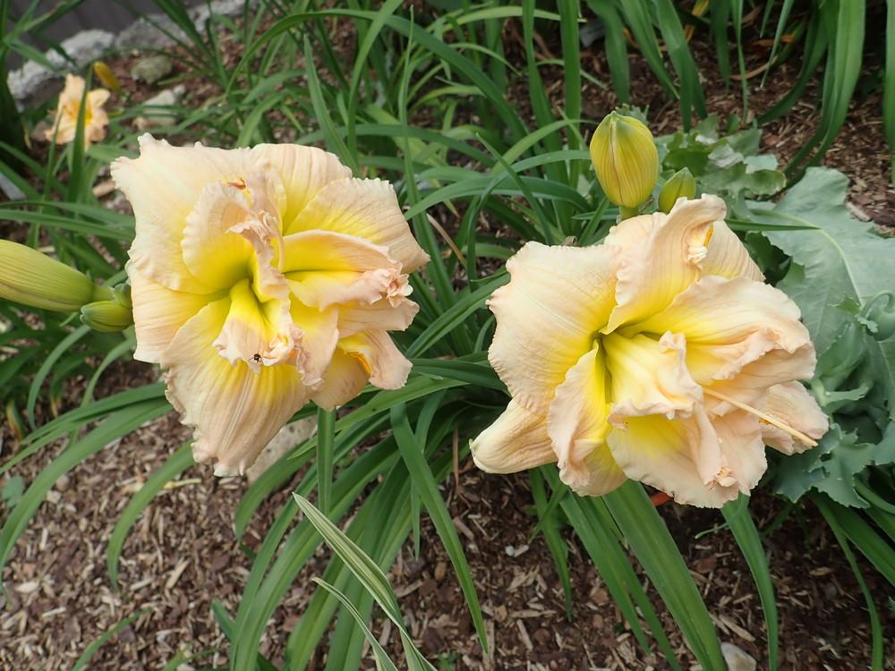 Photo of Daylily (Hemerocallis 'Nagasaki') uploaded by Vals_Garden