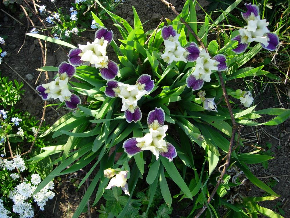 Photo of Standard Dwarf Bearded Iris (Iris 'Making Eyes') uploaded by Vals_Garden