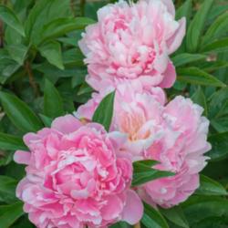 Location: Peony Garden at Nichols Arboretum, Ann Arbor, Michigan
Date: 2017-06-05
Walter Faxon - The intensity of pink in blooms of this peony is v