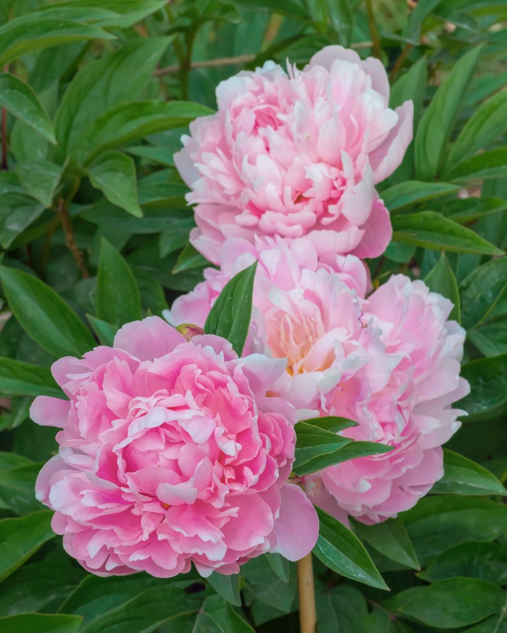 Photo of Peony (Paeonia lactiflora 'Walter Faxon') uploaded by arctangent